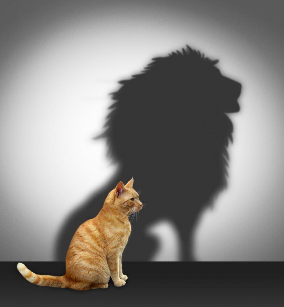 Egy cica, akinek az önbizalma olyan nagy, hogy oroszlánnak képzeli magát.