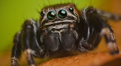 Arachnofóbia: Mi az az arachnofóbia?